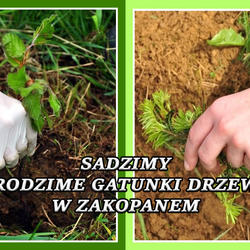 zdjecie w liście aktualnosci