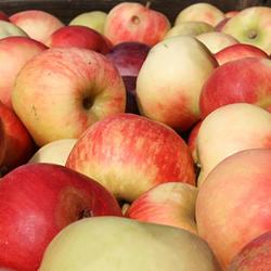 zdjecie w liście aktualnosci