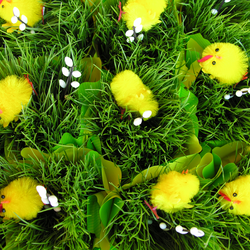 zdjecie w liście aktualnosci